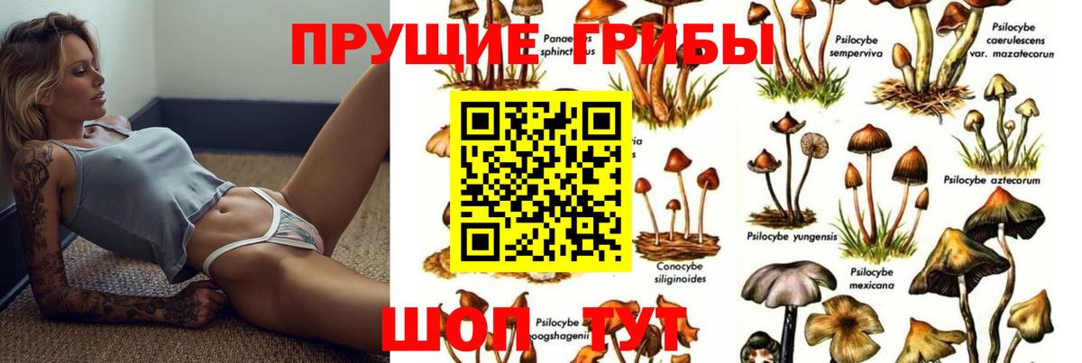 Псилоцибиновые грибы Psilocybe Фрязино